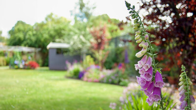 English country garden with foxglove in the foreground in focus 