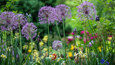 beautiful garden flowers lush green