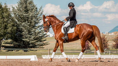 professional horse arena