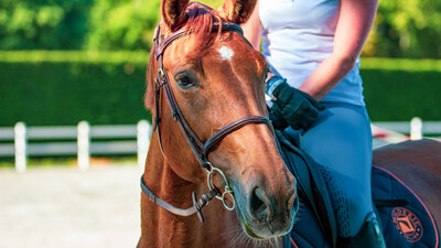 horse trainer in an arena with a brown horse