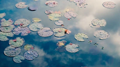 Lilly pond groundwater 