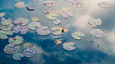 Lilly pond groundwater