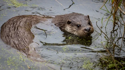 Otter in UK river British Wildlife