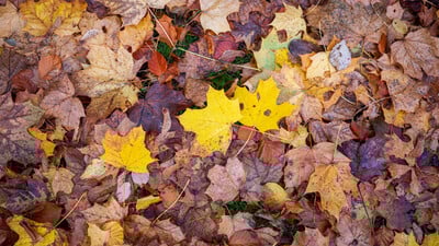 Autumn Leaves